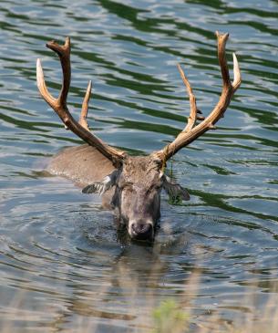 Male Pére David's deer in the water