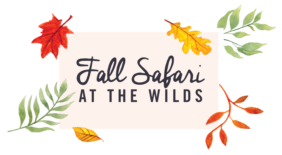 Fall Safari graphic