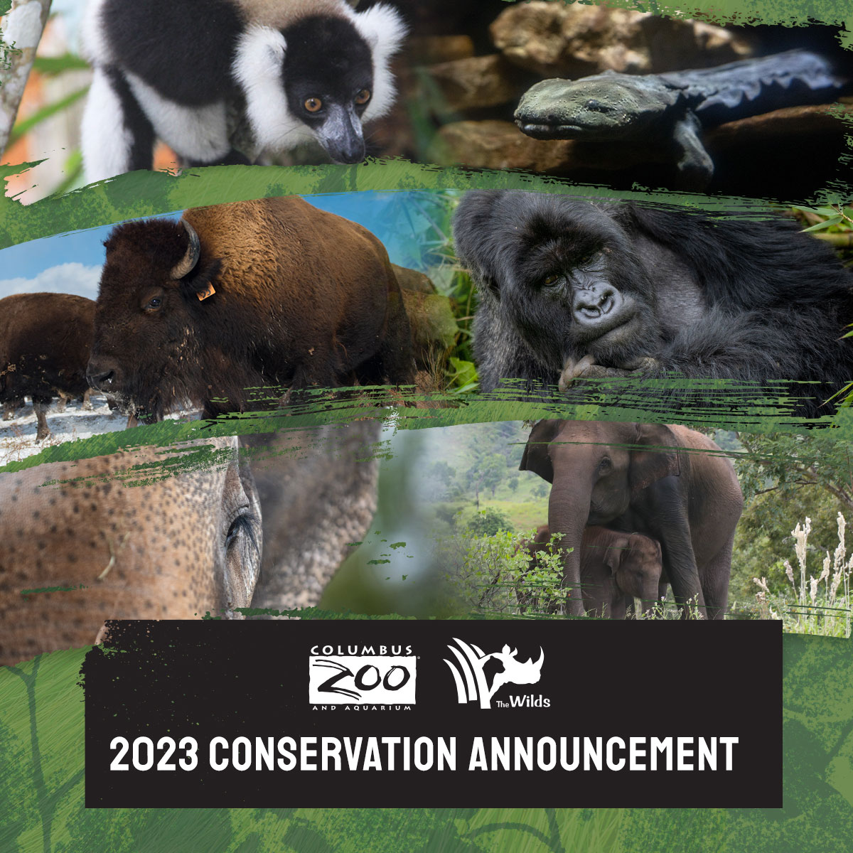 conservation project graphic