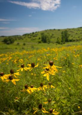 prairie with yellow flowers