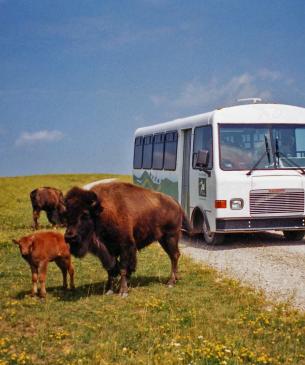 old tour bus with bison in foreground