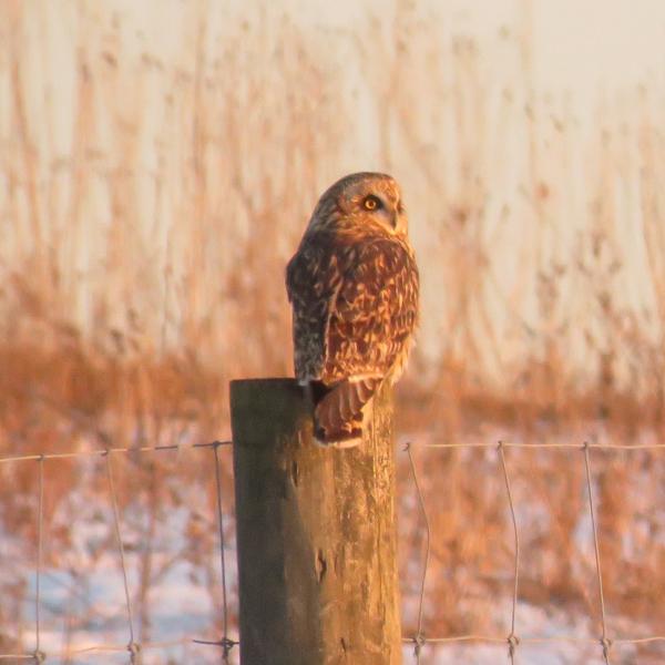 short eared owl on post