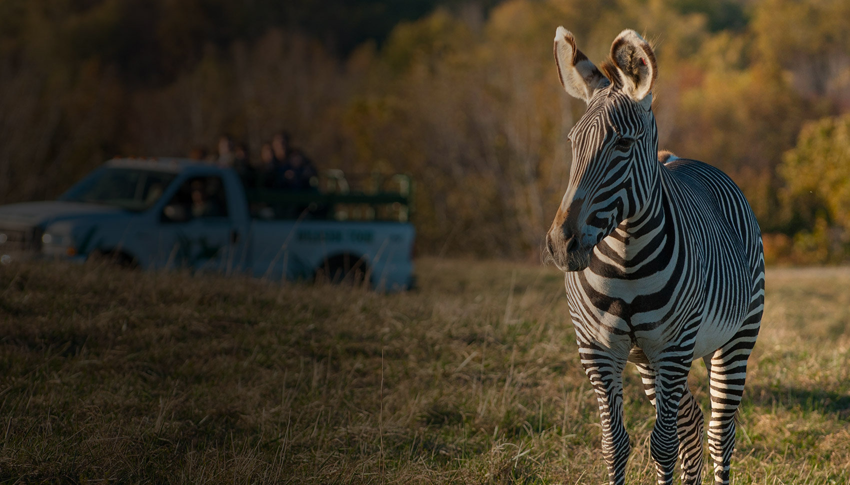 zebra with tour truck in background