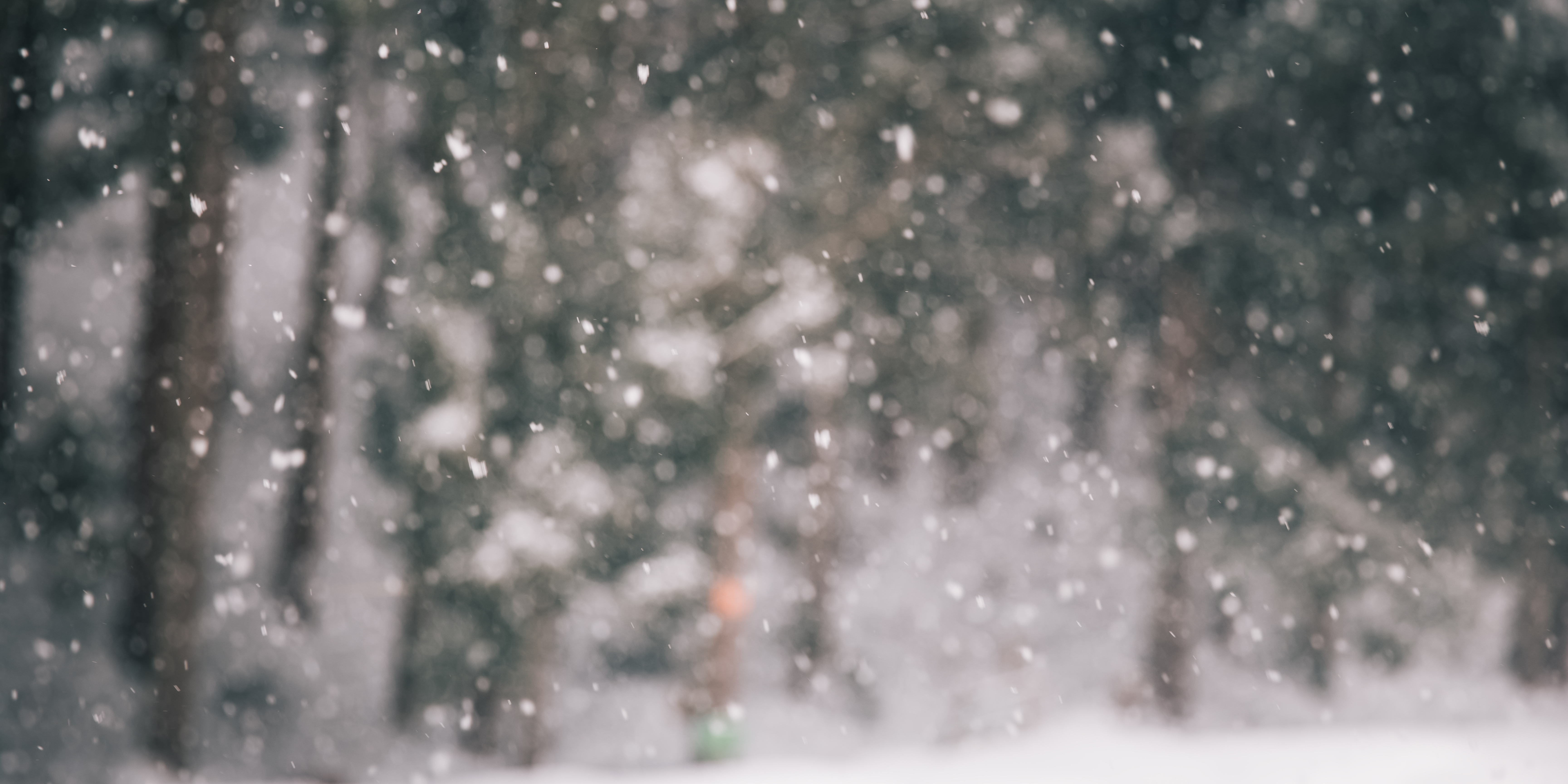 snow in forest