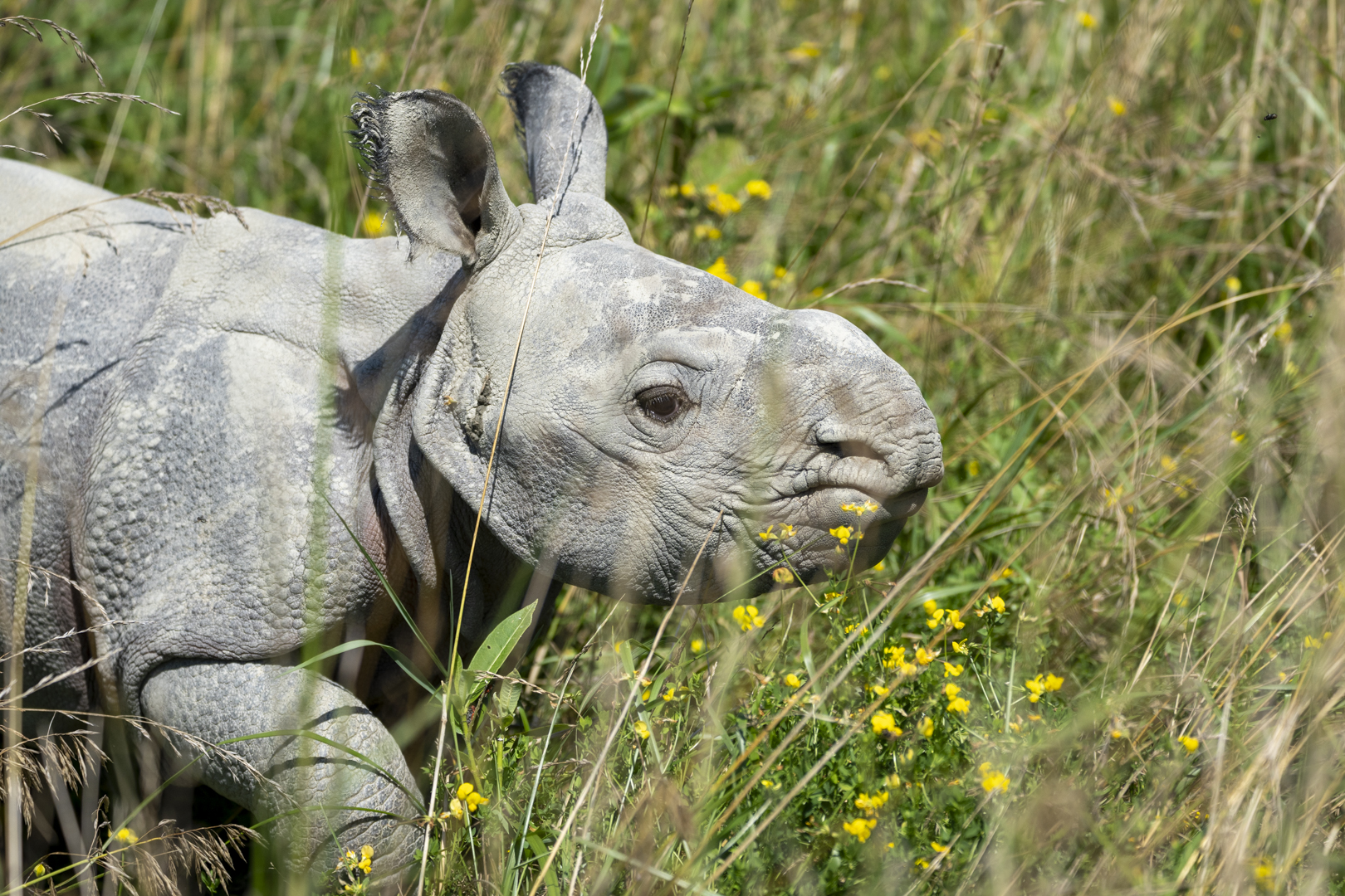 baby rhino at The Wilds