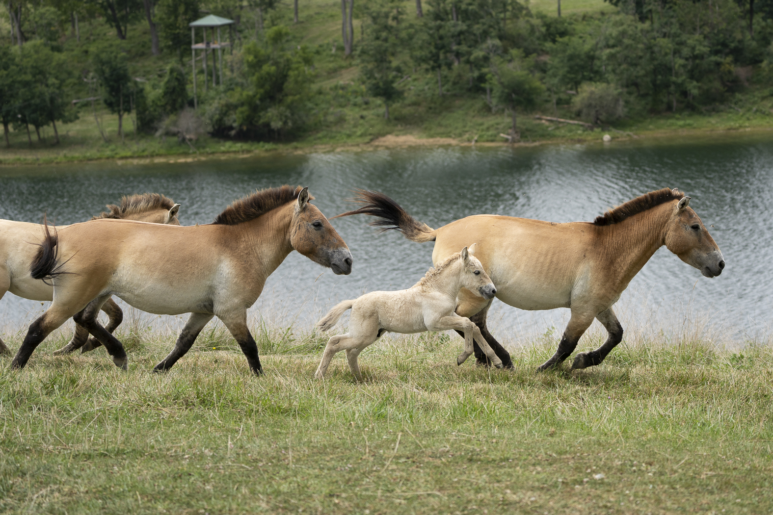 horses running