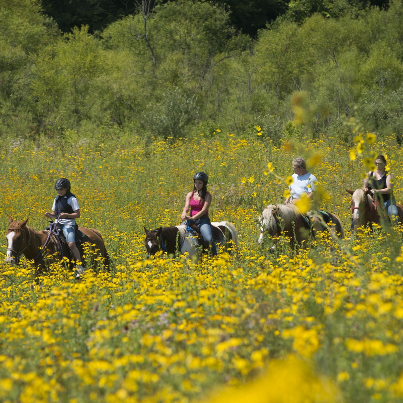 horseback riding in field
