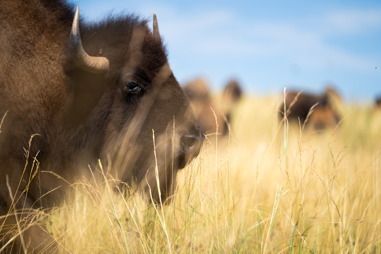 bison herd in pasture at The Wilds