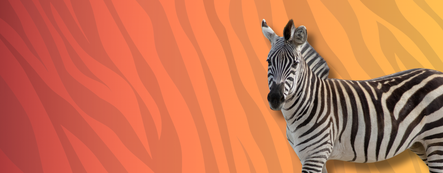 zebra graphic