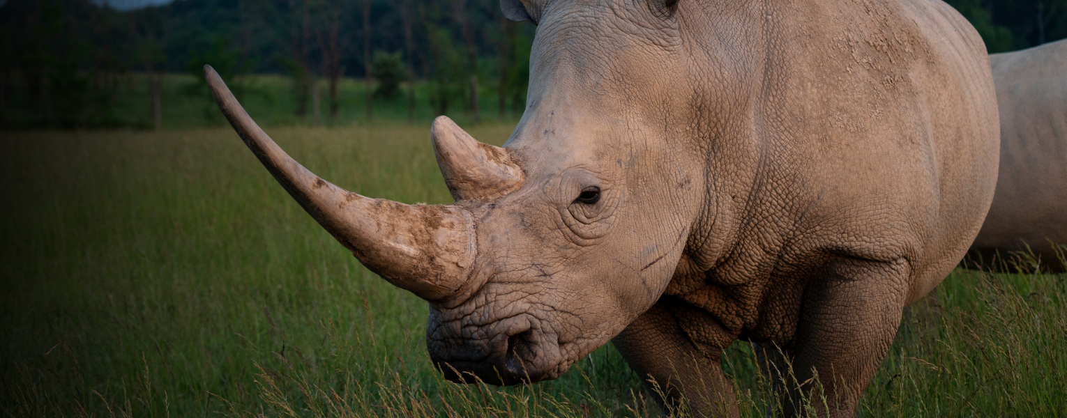 Southern white rhino in pasture