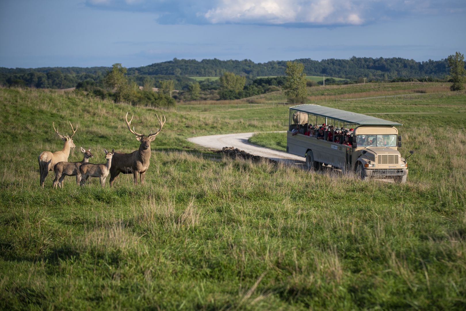 tour bus and animals in pasture