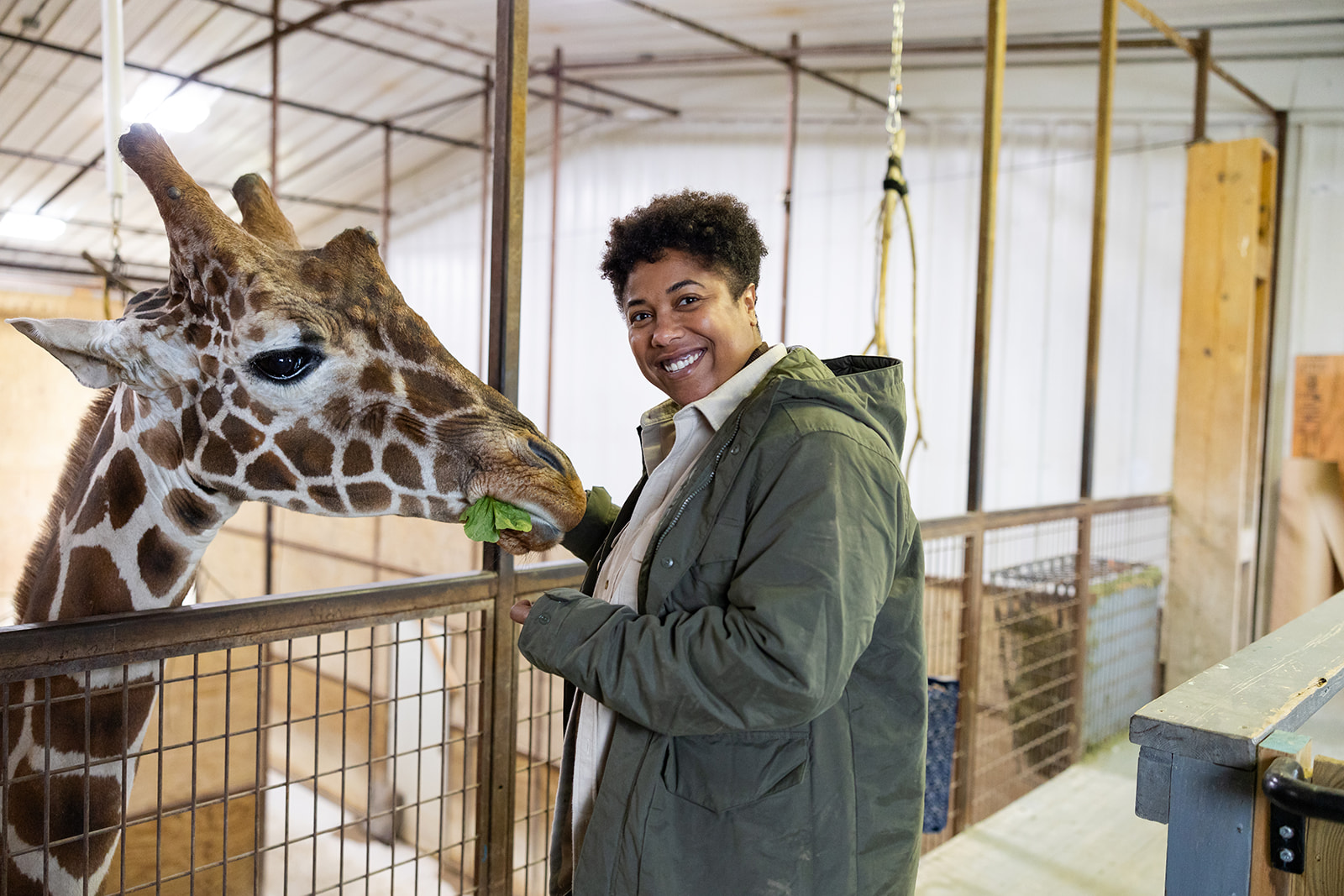 Giraffe feeding on Winter Wildside tour