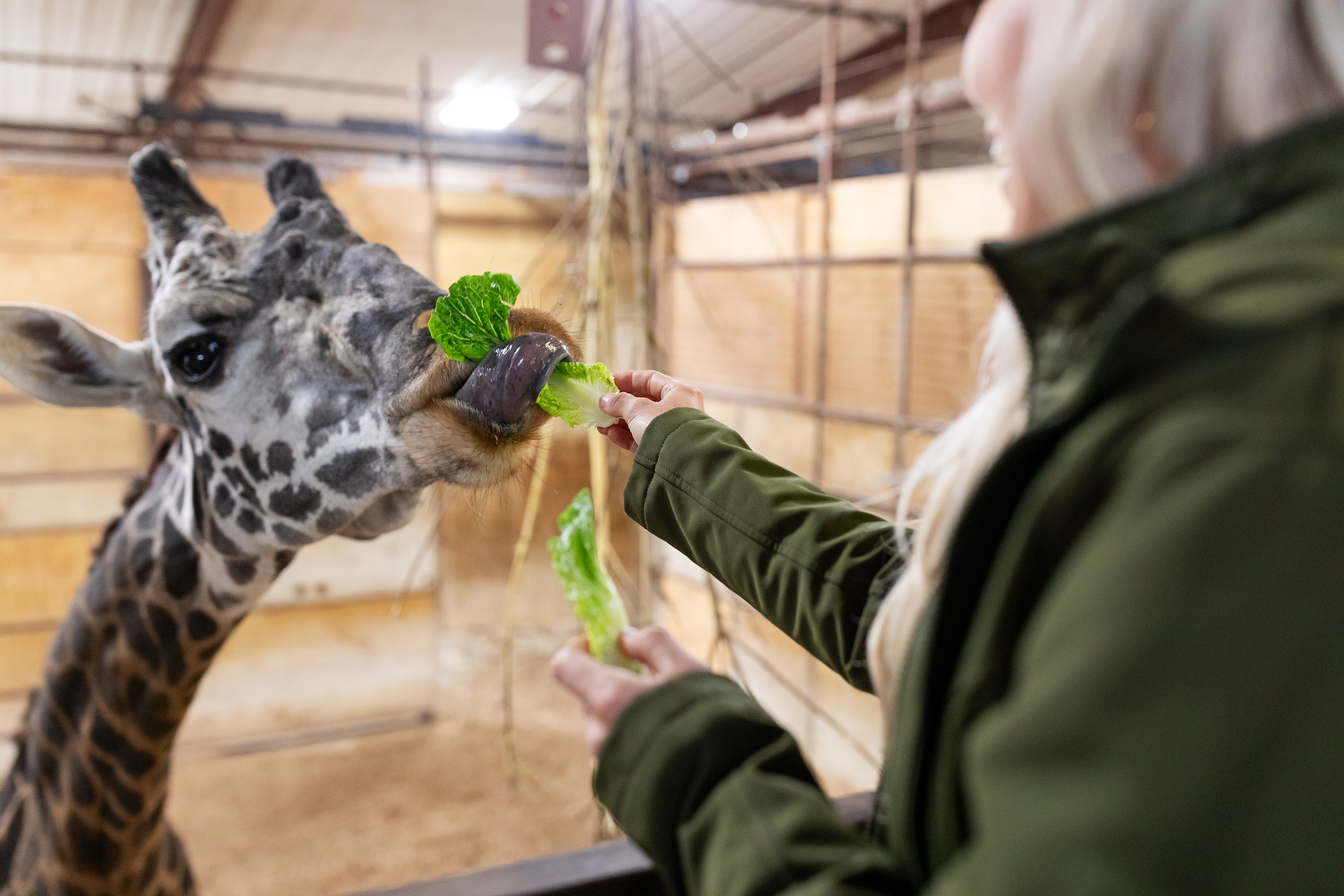giraffe feeding at Wilds