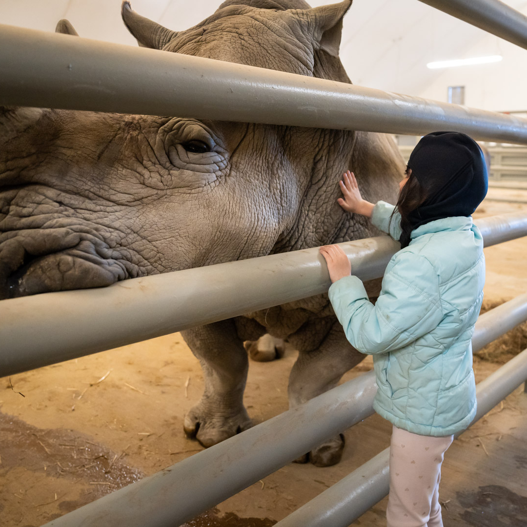 girl petting rhino