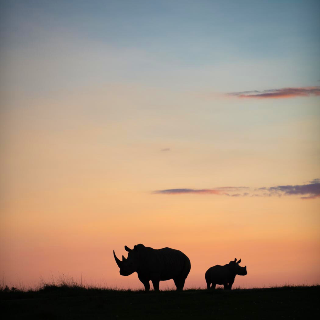 rhinos on horizon