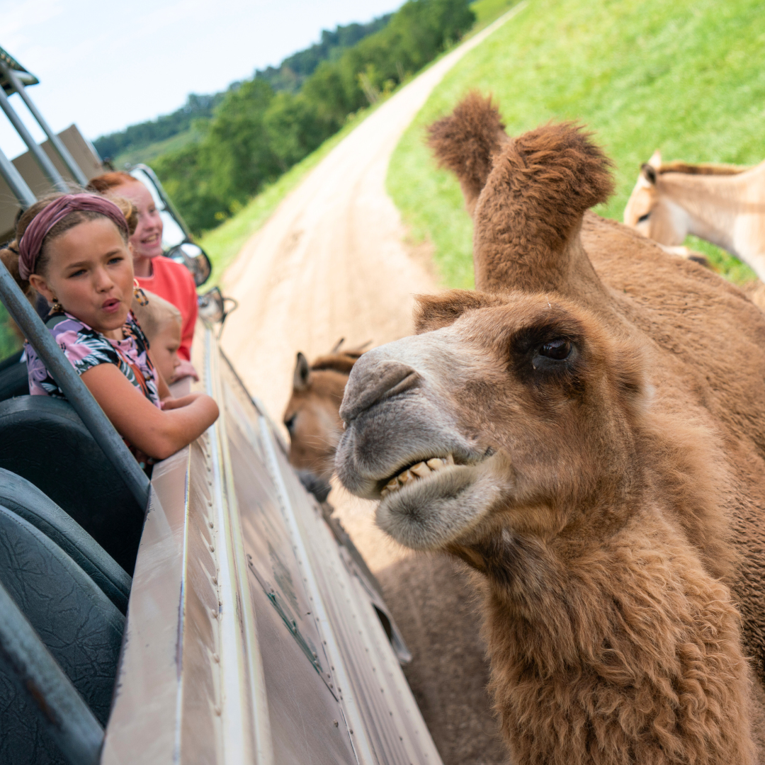 child on bus near camel