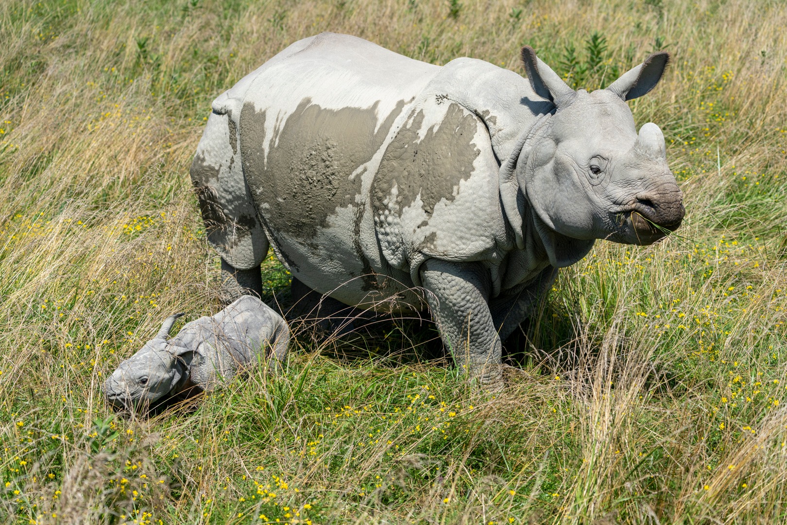 mother and baby rhino at The Wilds