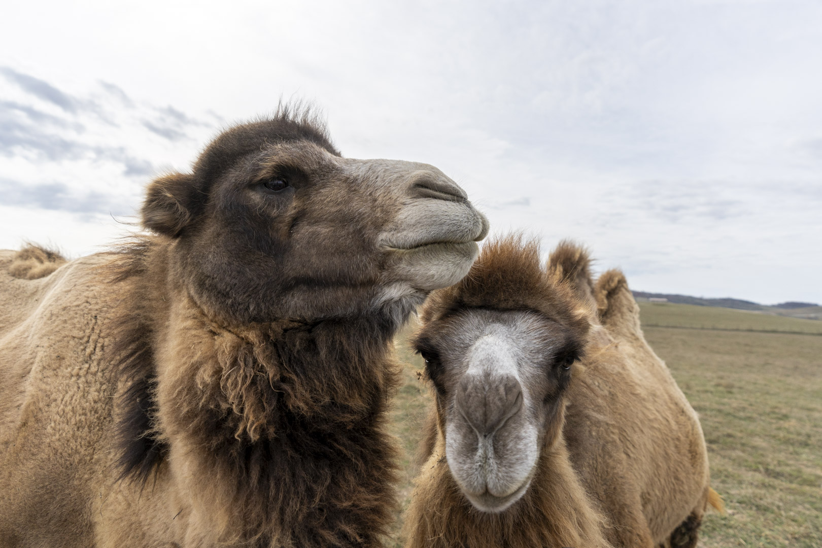 two camels in pasture at The Wilds