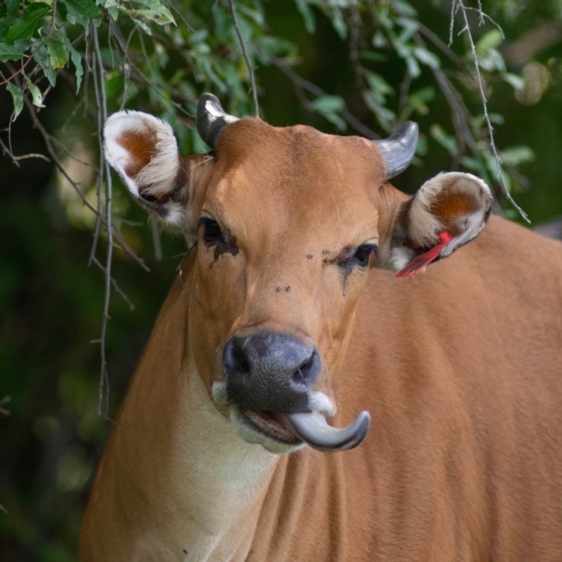 banteng