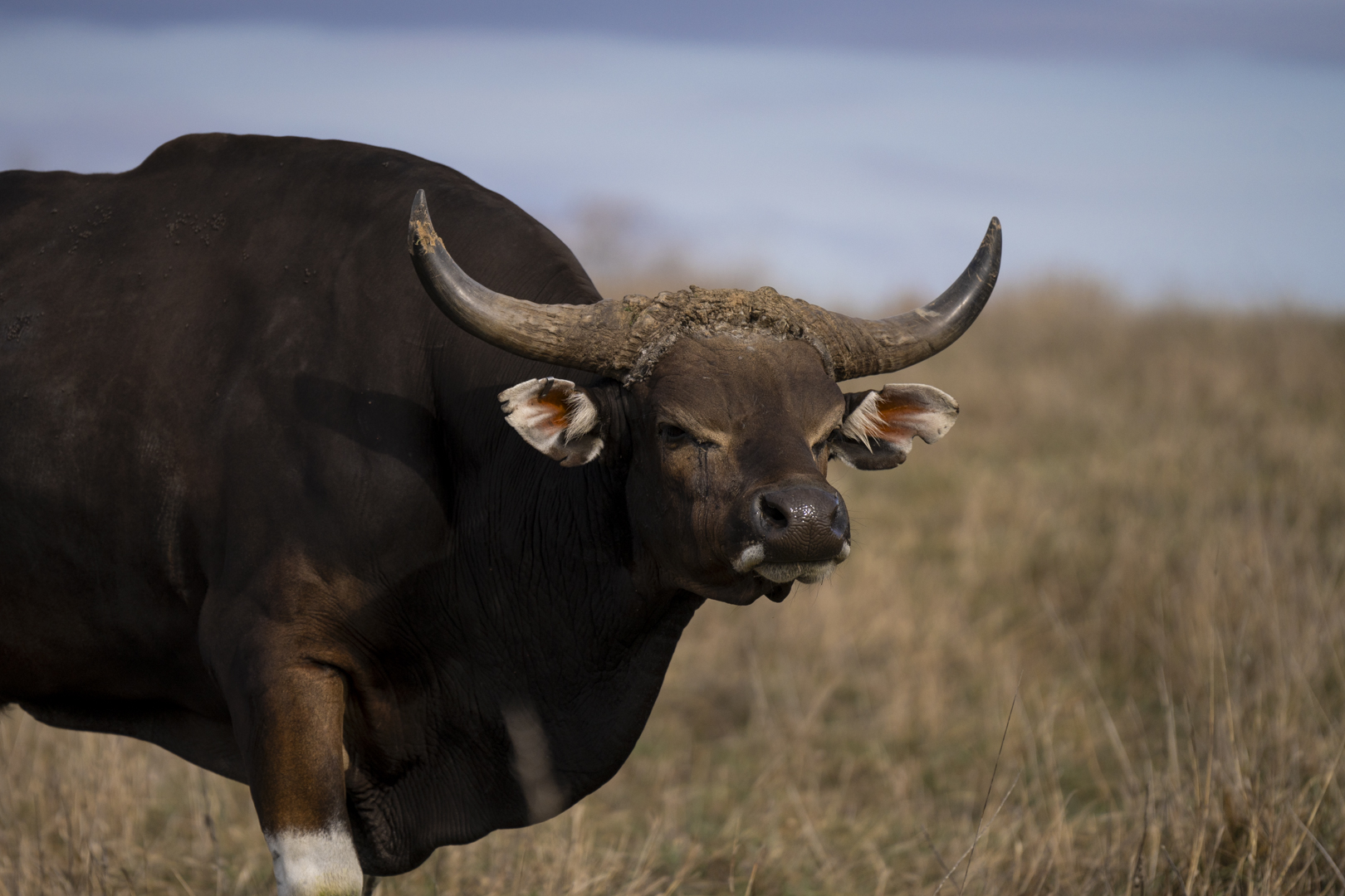 banteng in pasture