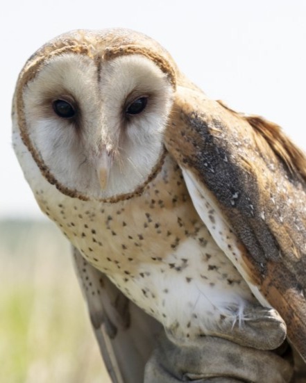 barn owl