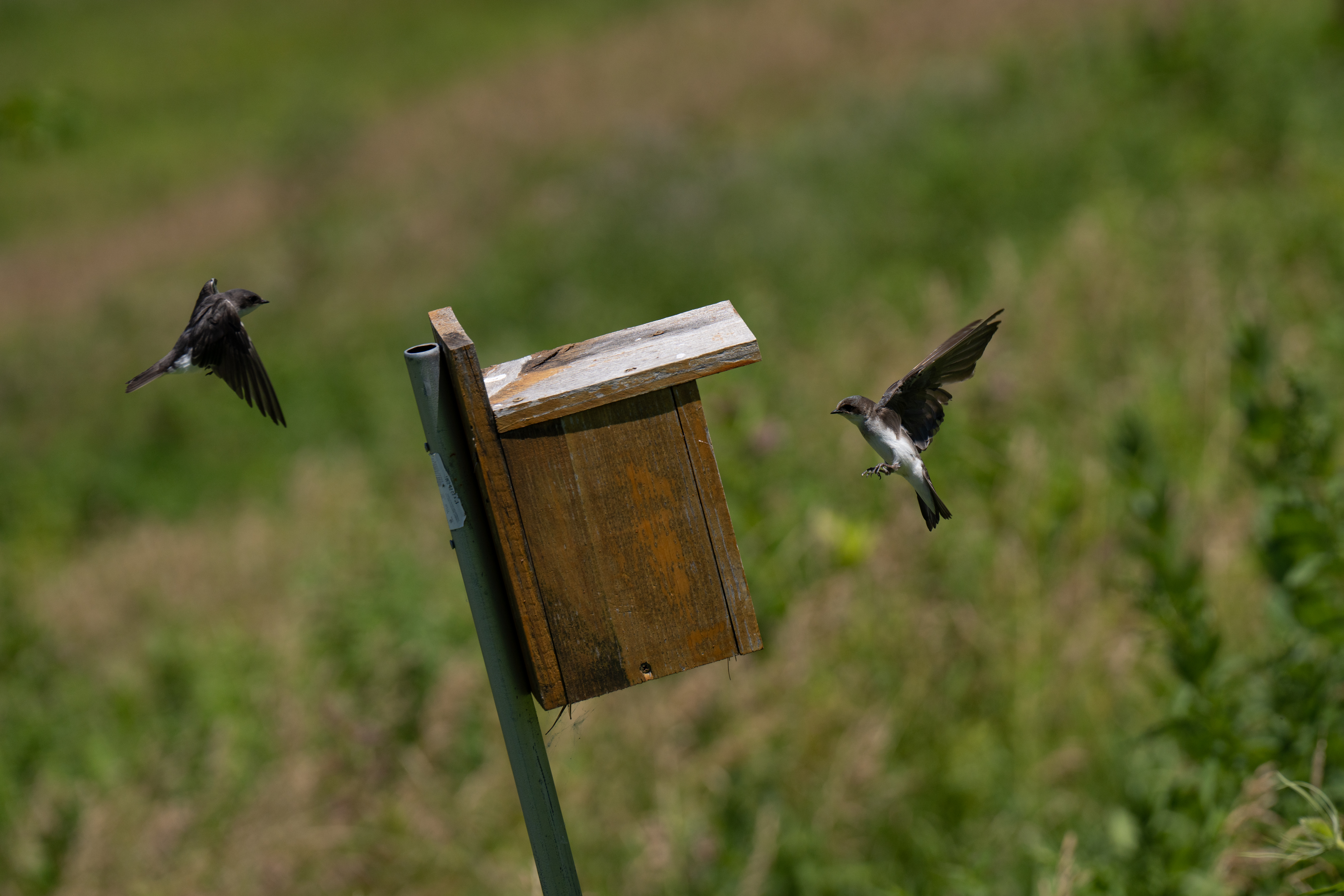 bird box with birds landing on it