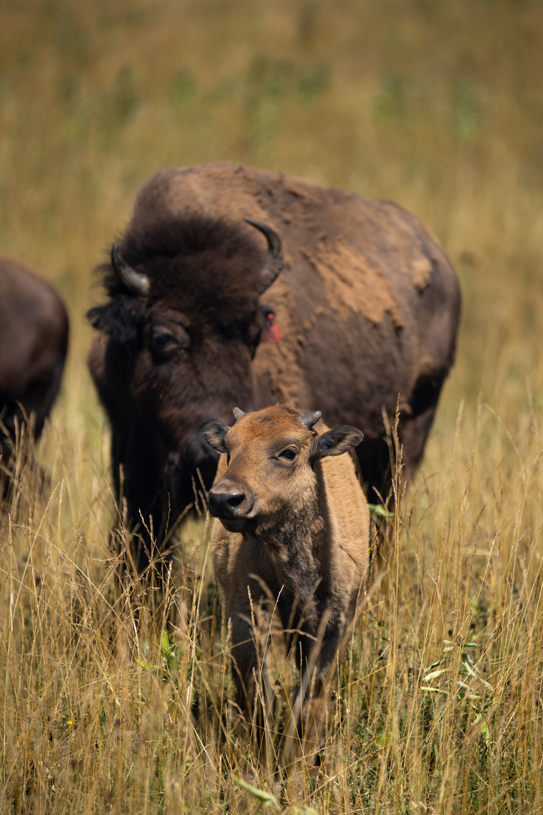 bison in pasture