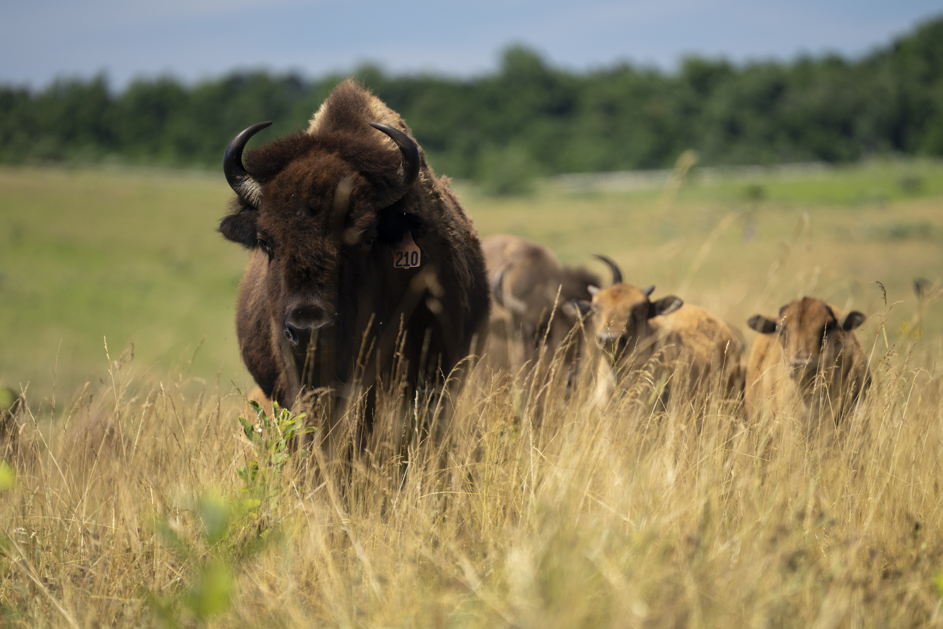 bison in field