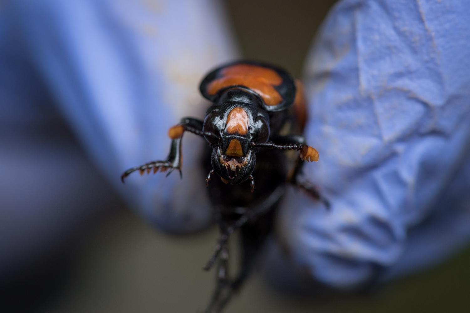 burying beetle in blue gloves