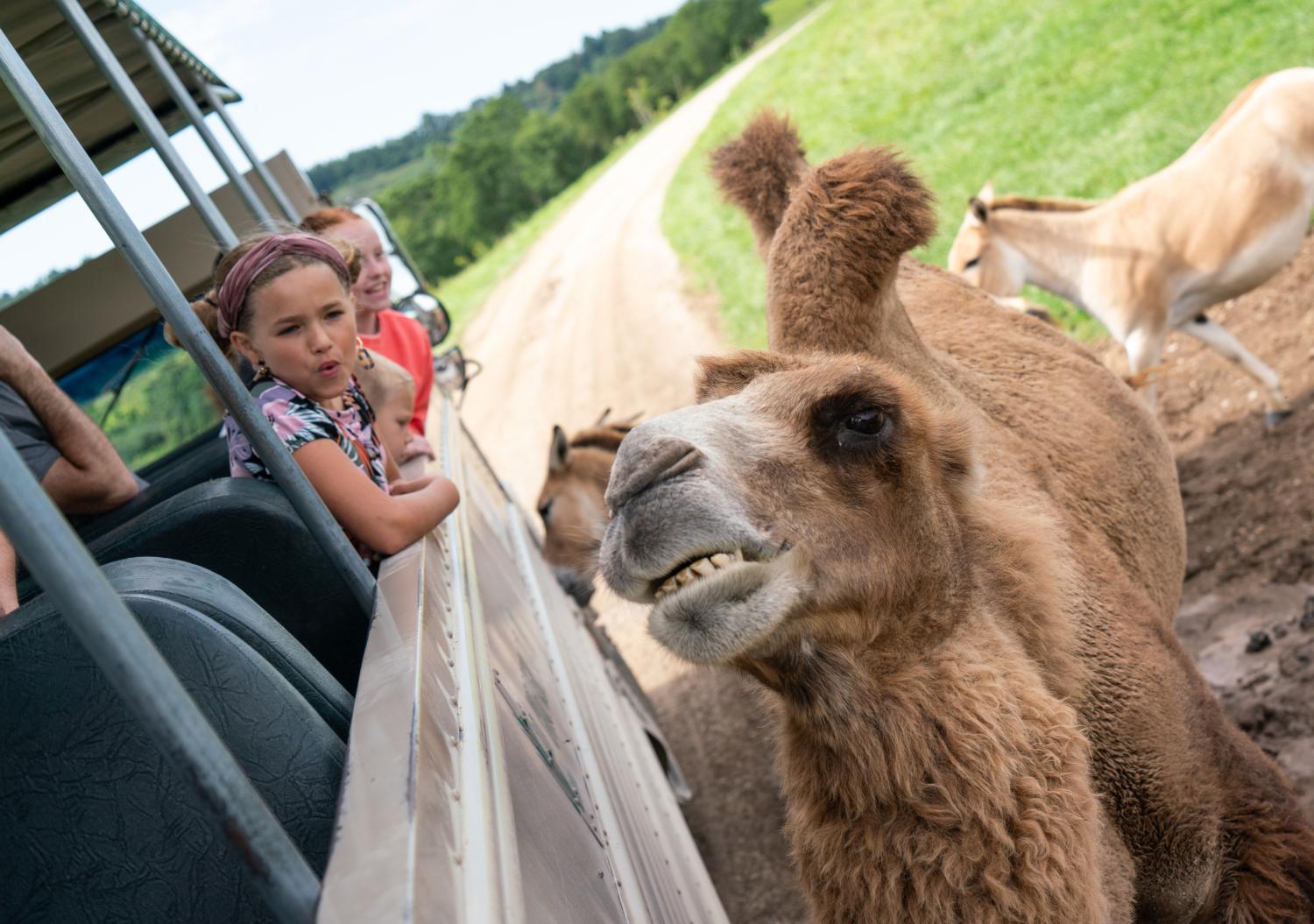 child looking at camel