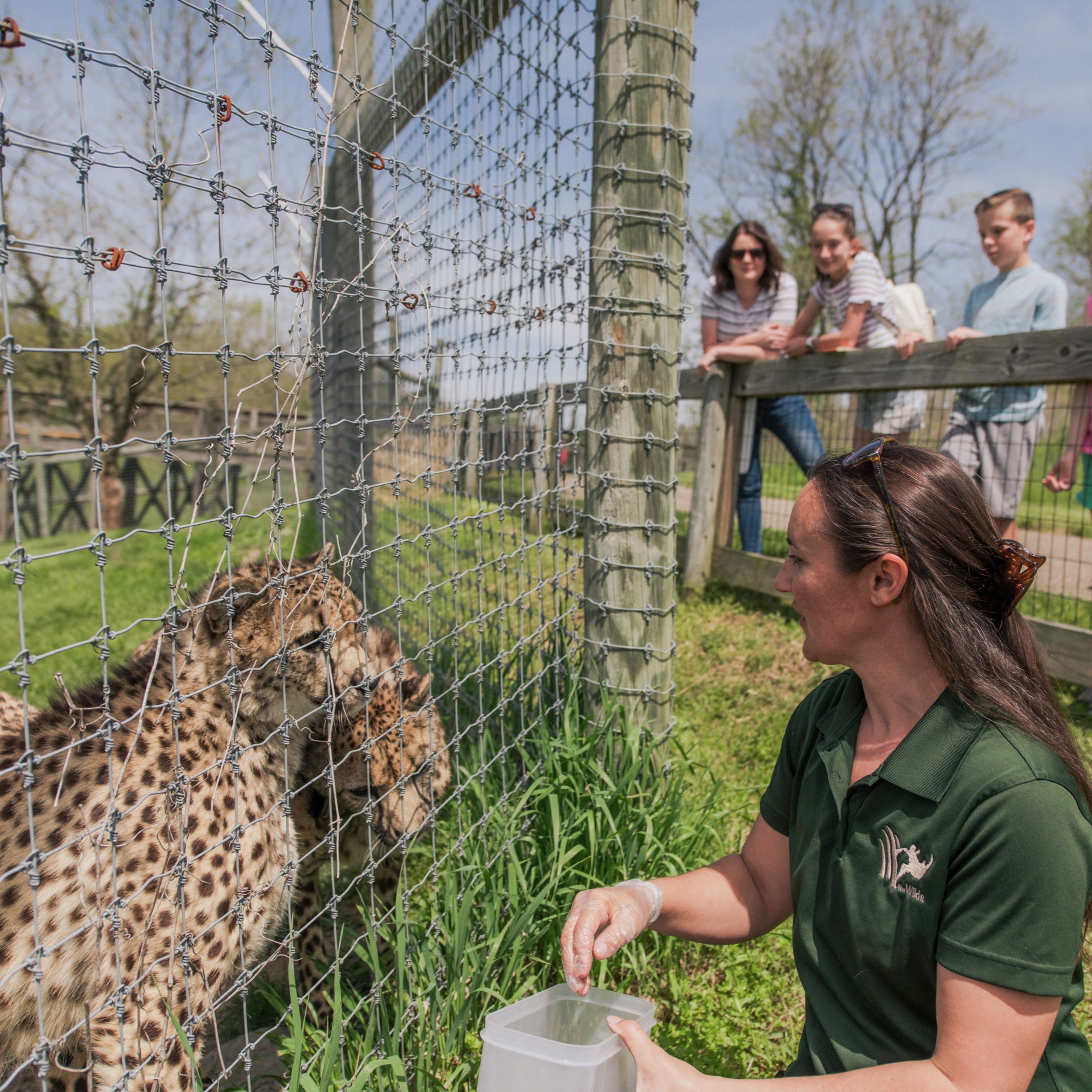 Trained team member interacting with cheetah