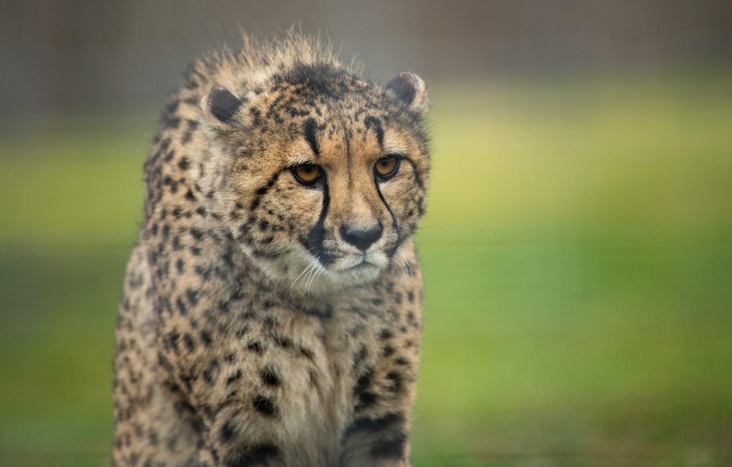 cheetah ready to pounce