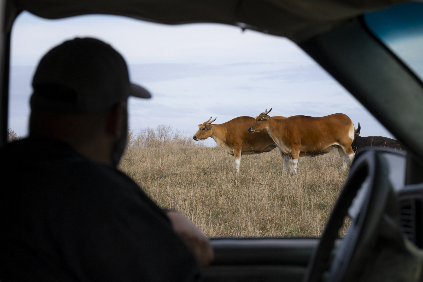 Curt looking at banteng