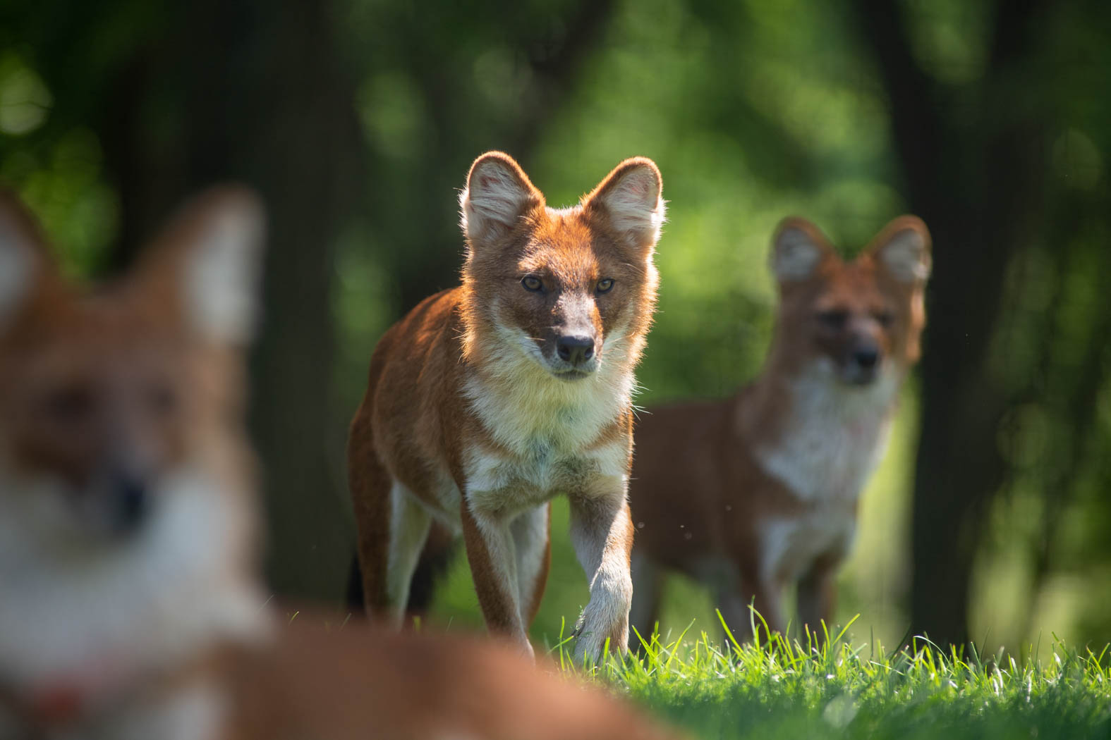 dhole at the wilds