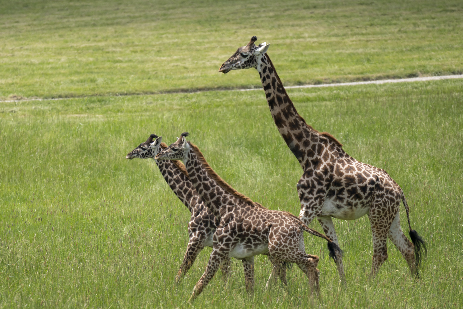 Adult giraffe walking through pasture with two young giraffes