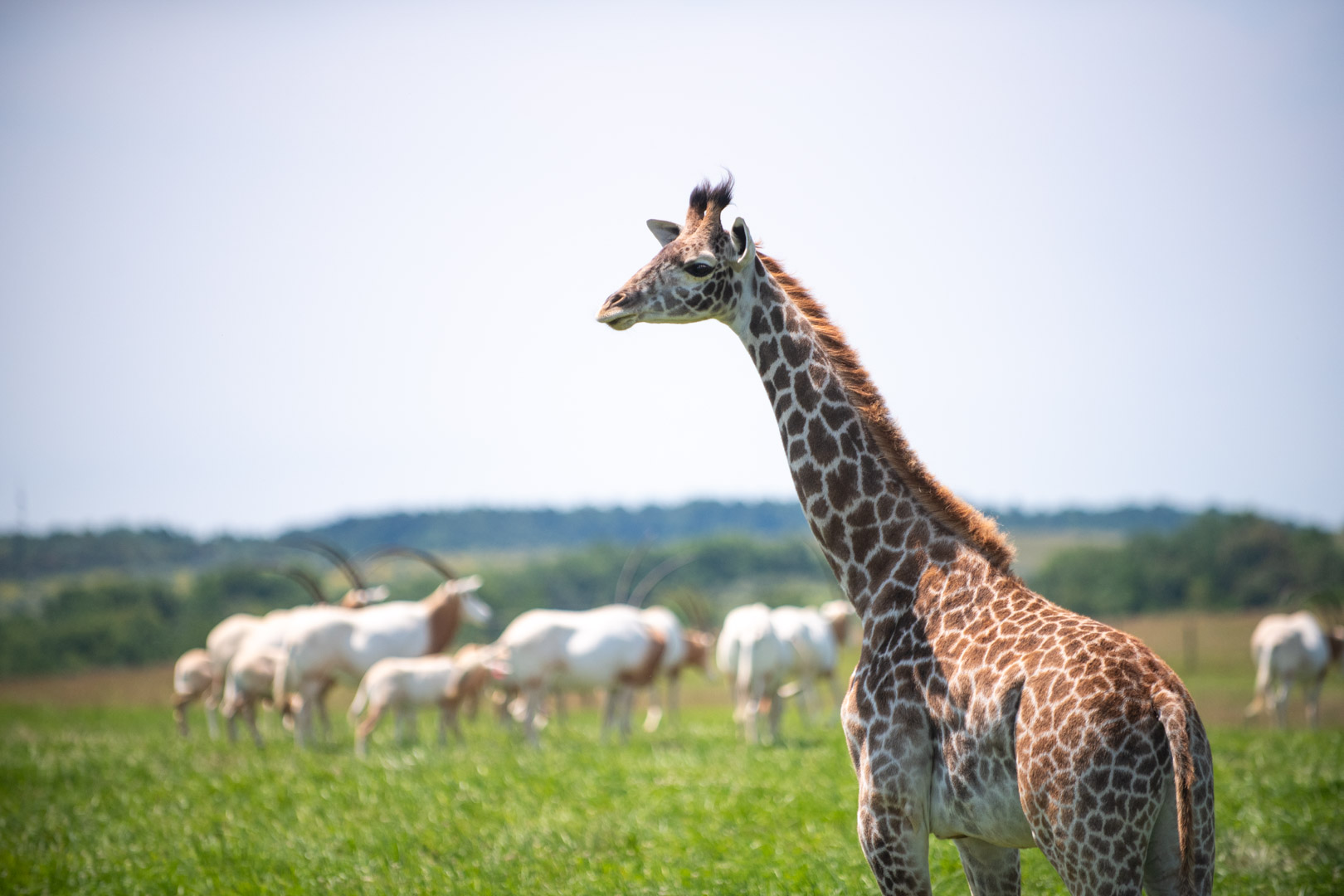 giraffe and oryx in pasture