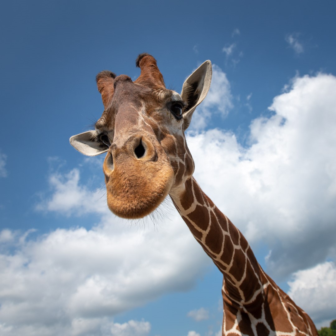 giraffe at The Wilds