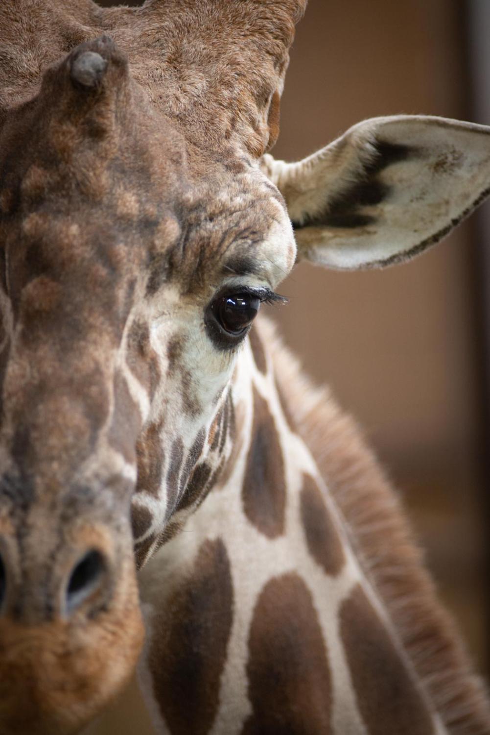 giraffe close-up