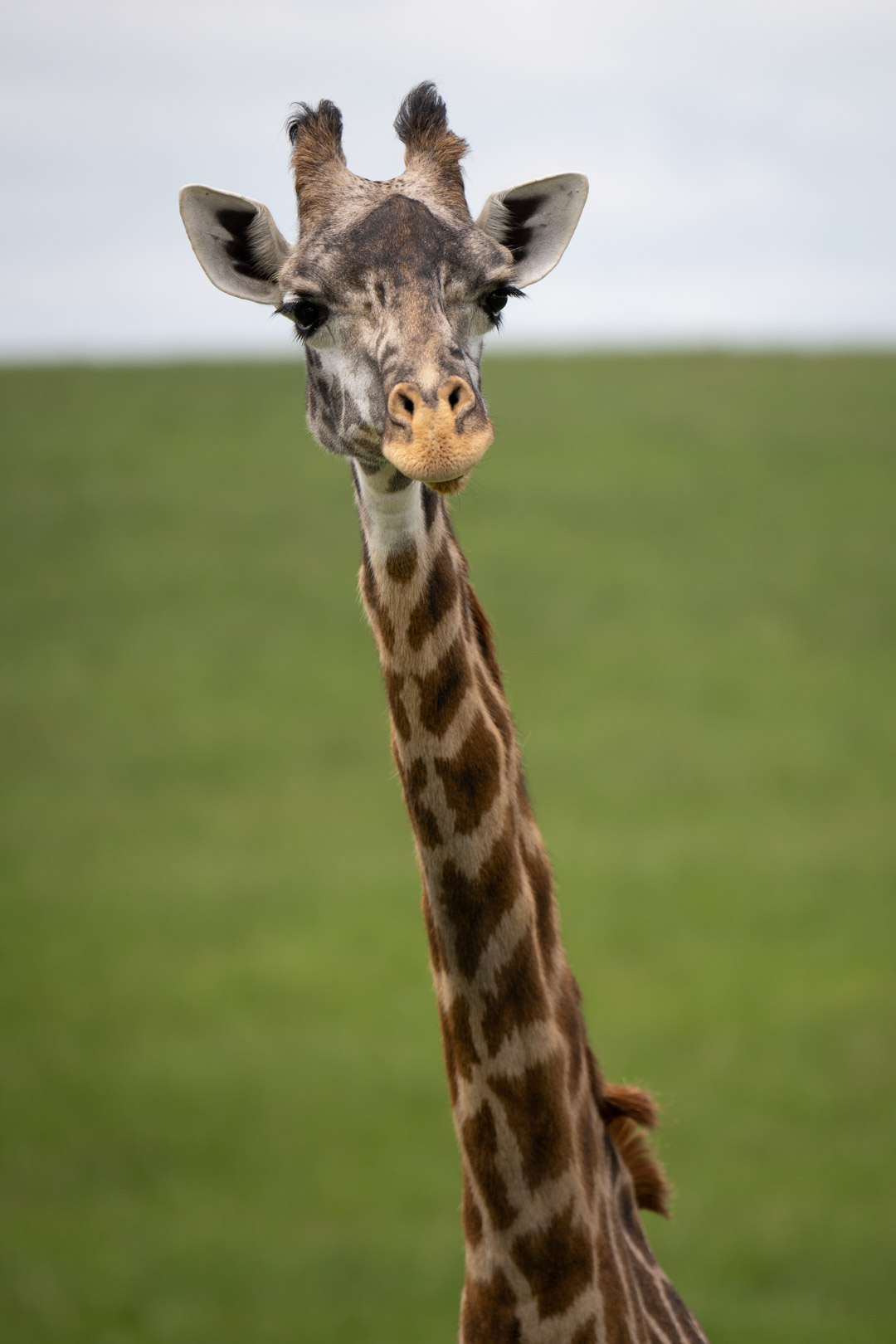 giraffe at The Wilds