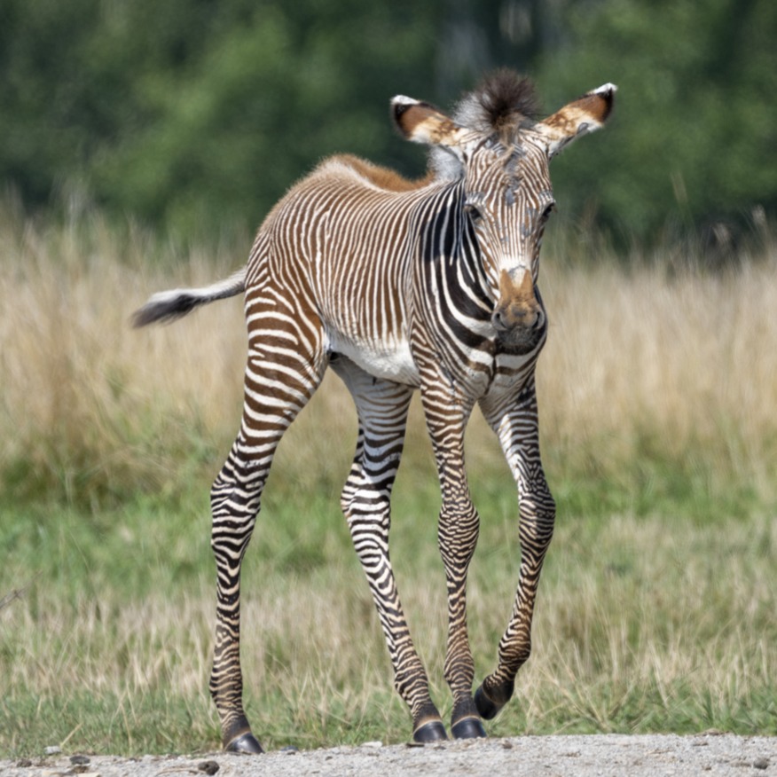 zebra foal at The Wilds