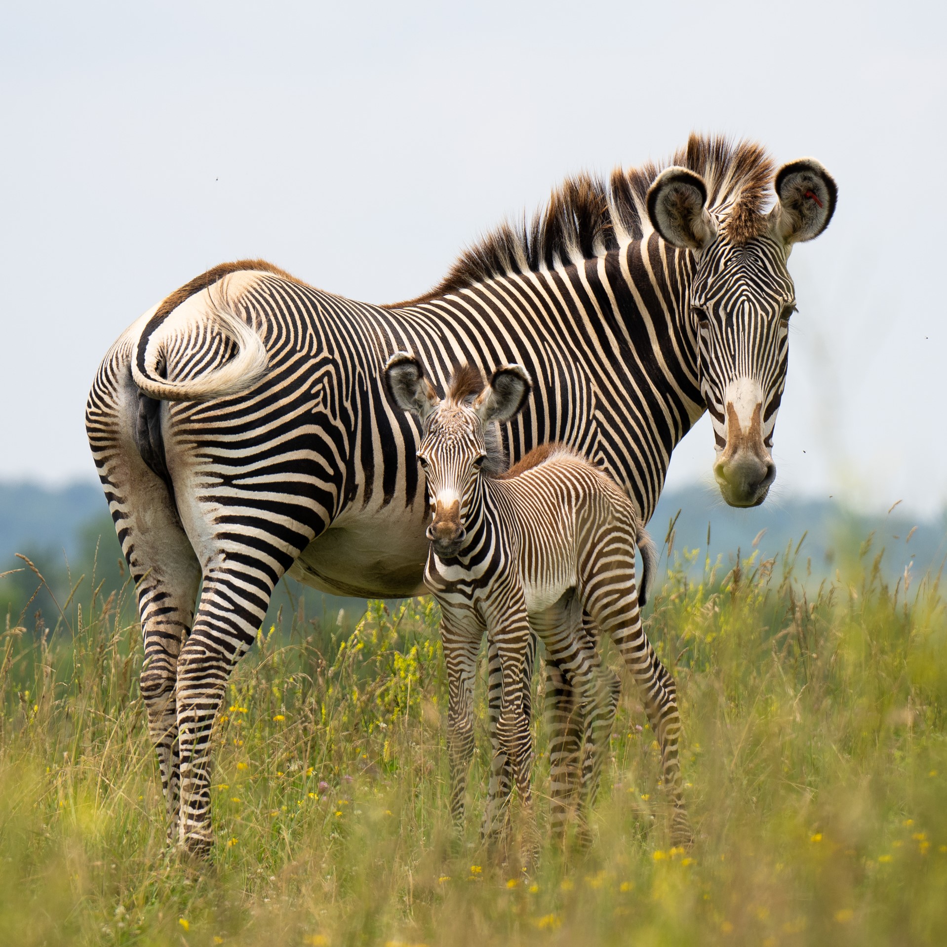 zebras