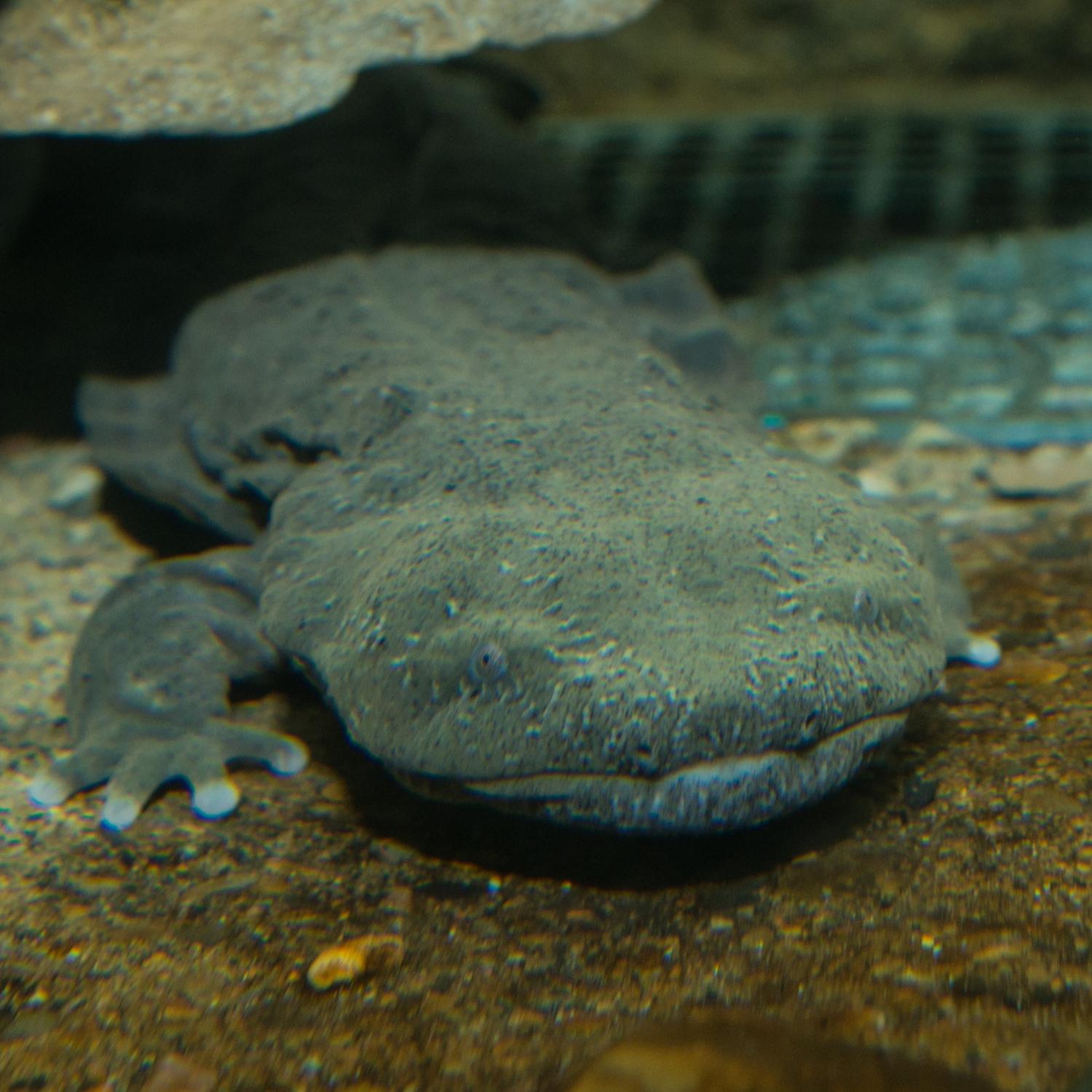 hellbender in water