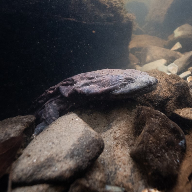 hellbender in water