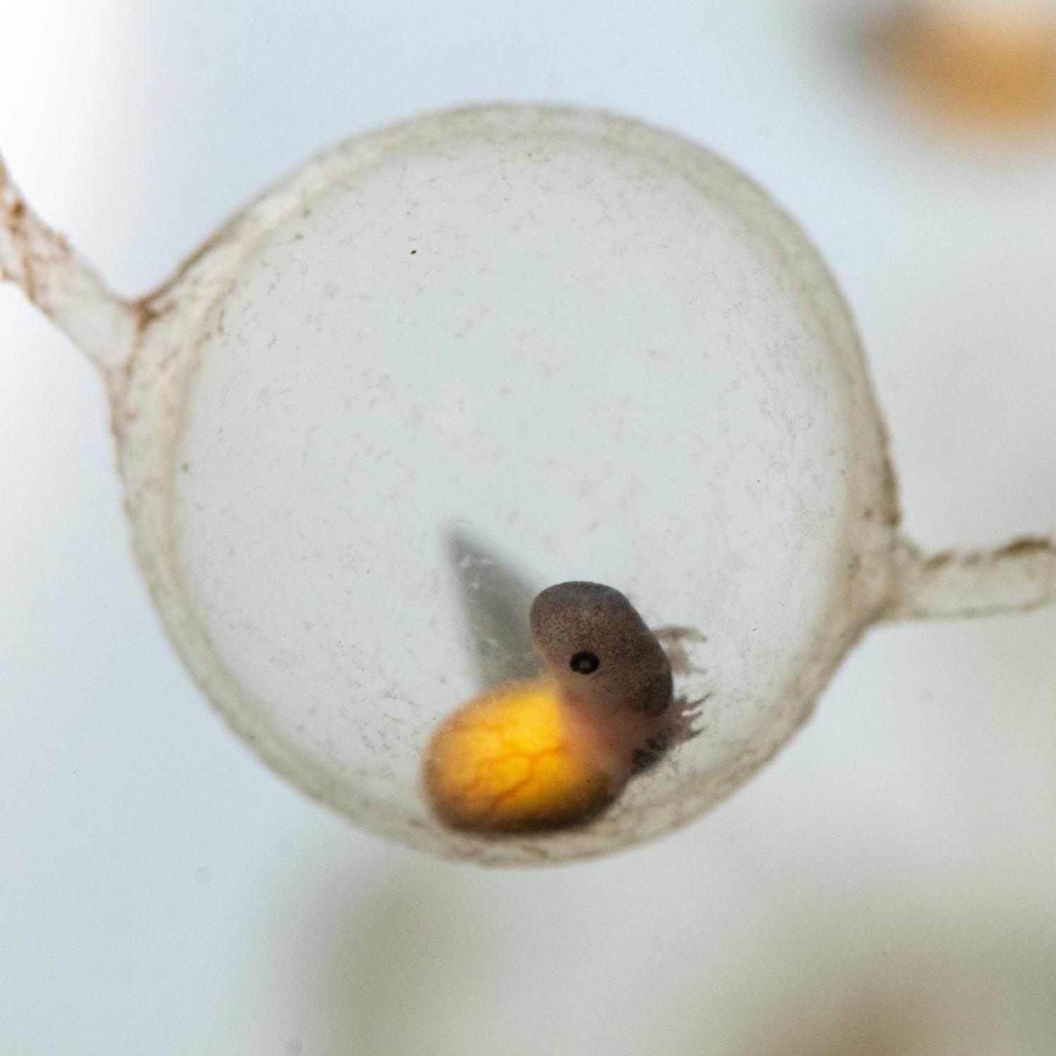 hellbender egg