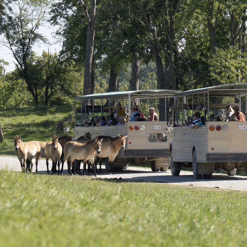 tour bus group watching horses