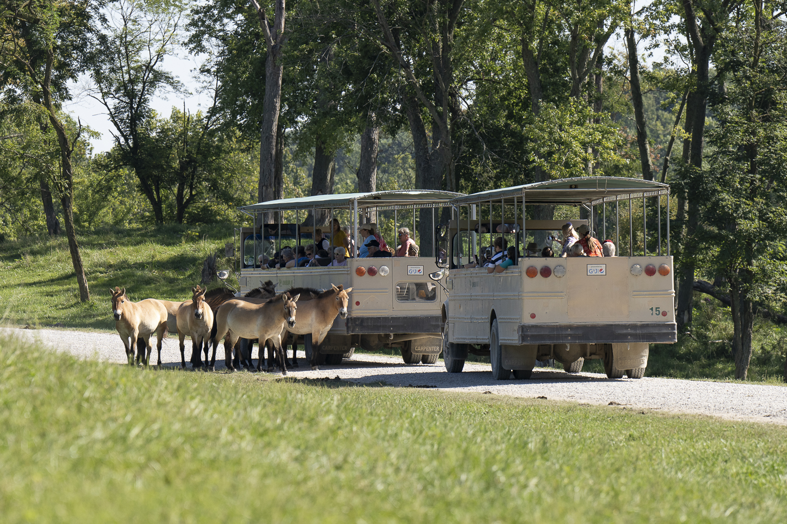 TOUR BUSSES