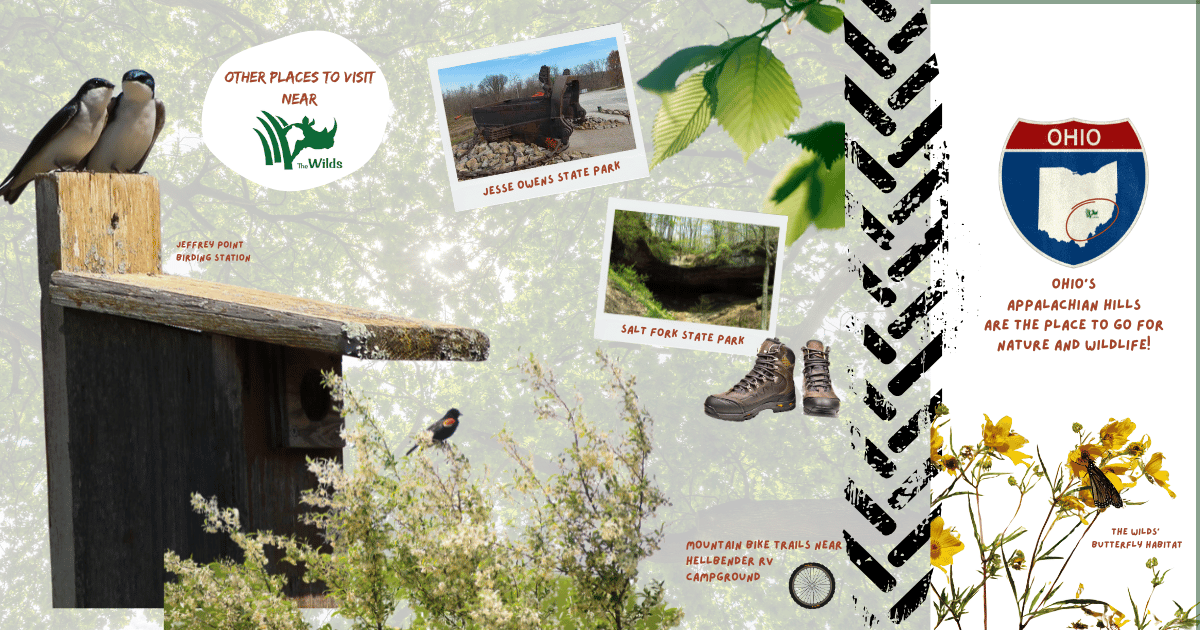 infographic of things to do near The Wilds