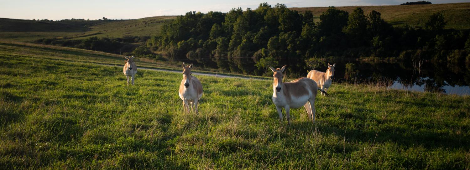 horses in field