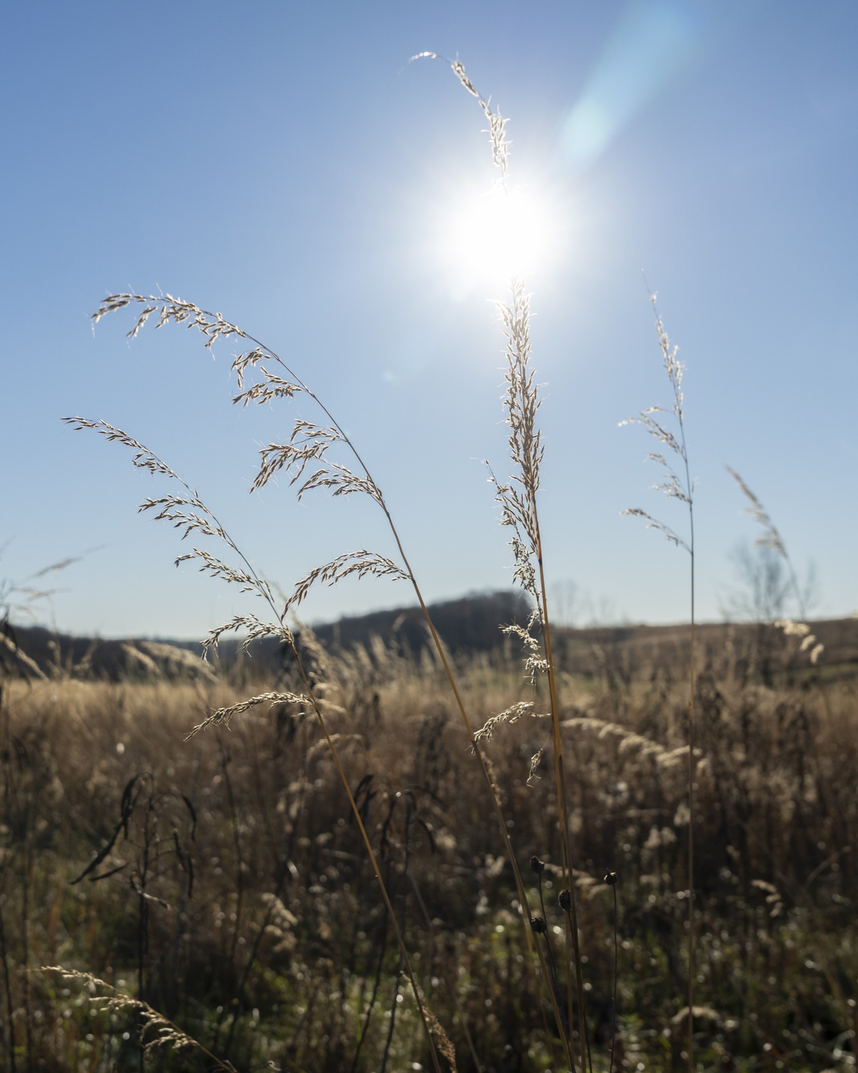 pasture at The Wilds