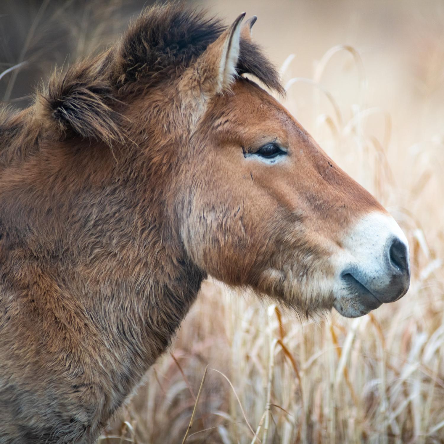 Przewalksi's Wild Horse in pasture